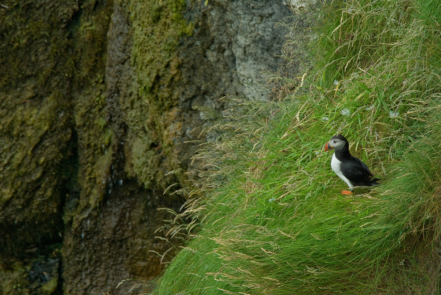 Fratercula arctica, Noord-Ierland, Rathlin Island, papegaaiduiker