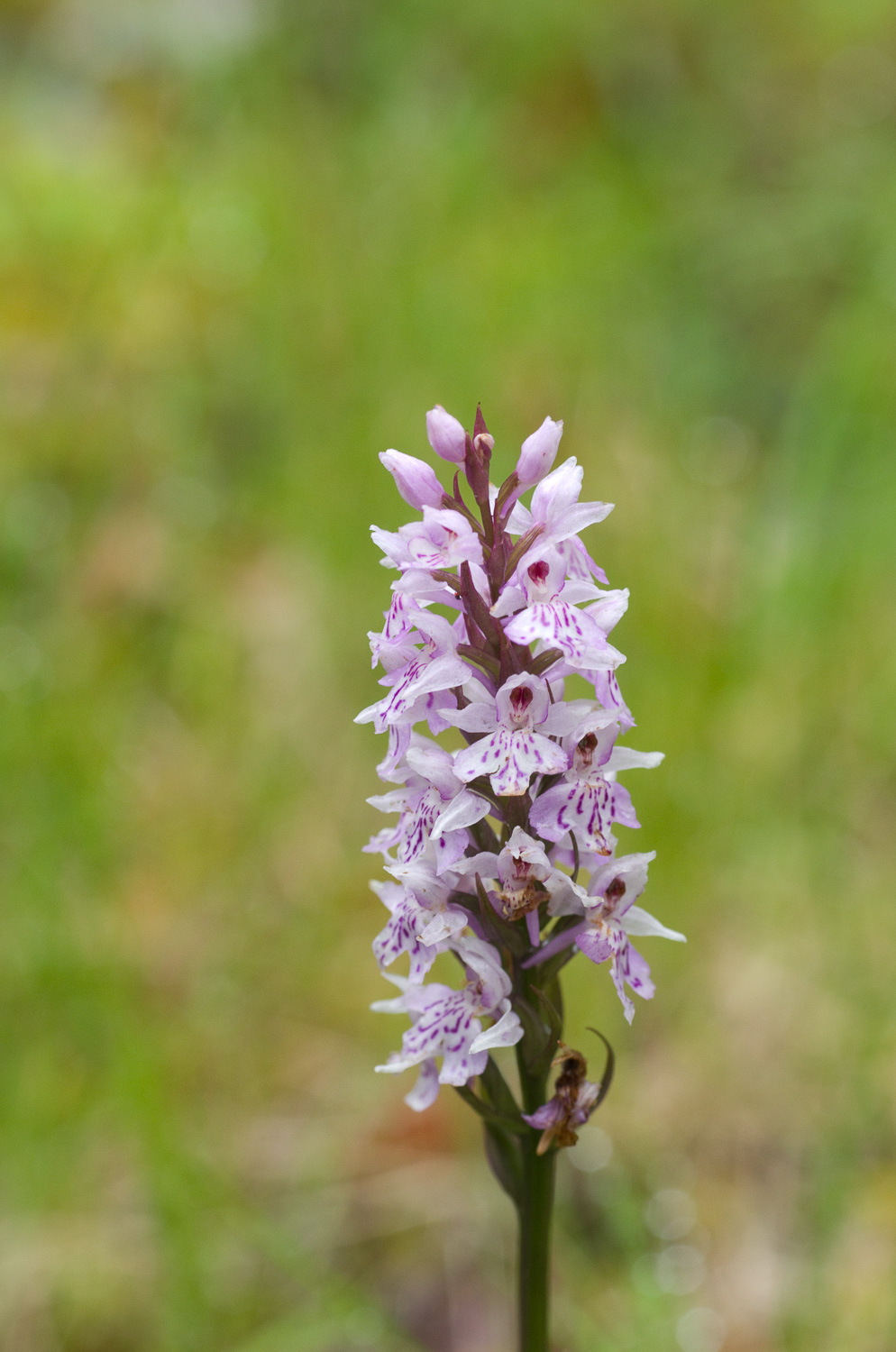 Dactylorhiza maculata, Ierland, Temple House, gevlekte orchis