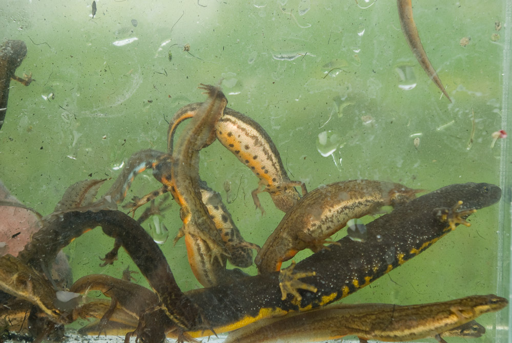 Kamsalamander, Kleine watersalamander, Lissotriton vulgaris, Spoorsloot, Steenwaard, Triturus cristatus
