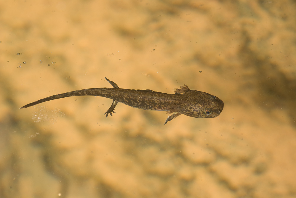 Salamandra salamandra, Vuursalamander