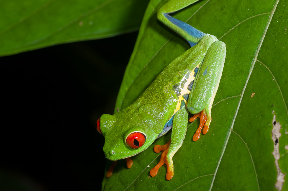 Agalychnis callidrya, La Sombra, Red-eyed tree frog, rana verde de ojos rojos