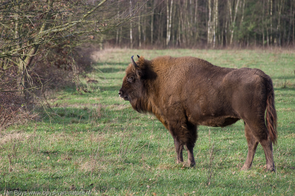 Bison bonasus, Maashorst, Wisent